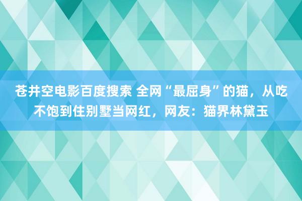 苍井空电影百度搜索 全网“最屈身”的猫，从吃不饱到住别墅当网红，网友：猫界林黛玉
